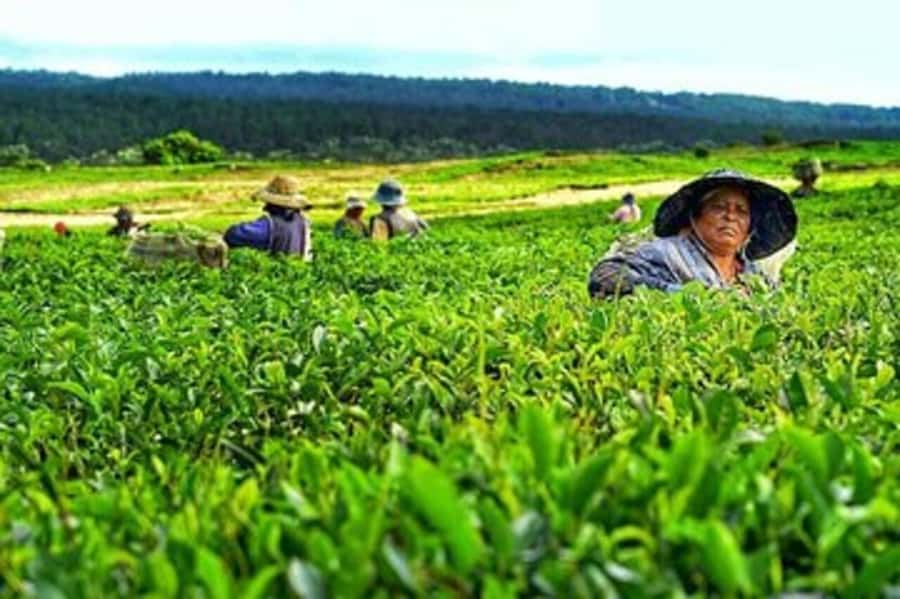 Mauritius: Tea and Sugar Plantation Guided Tour with Lunch - Le Domaine des Aubineaux and the colonial chapter