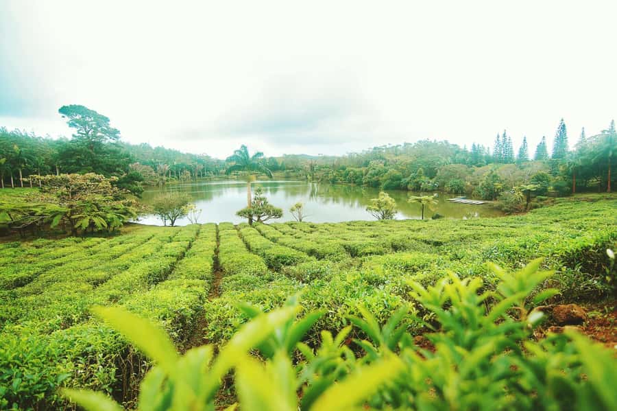 Mauritius: Tea, Rum and Vanilla Route with Lunch and Pickup - Key points to know before booking