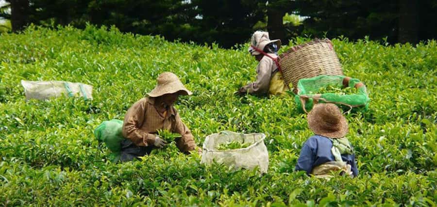 Mauritius: Tea, Rum and Vanilla Route with Lunch and Pickup - Walking the tea fields and tasting several infusions