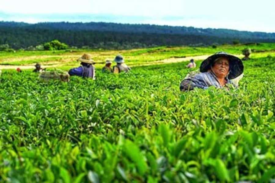 Mauritius: Tea, Rum and Vanilla Route with Lunch and Pickup - Saint Aubin brings vanilla, sugar and rum together