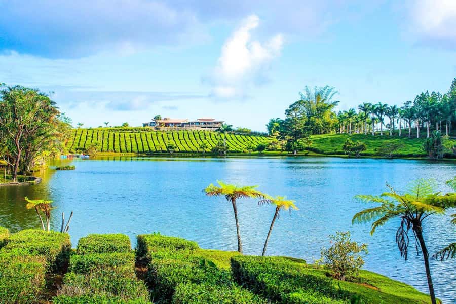 Mauritius: Tea, Rum and Vanilla Route with Lunch and Pickup - Pace, transport and practical planning