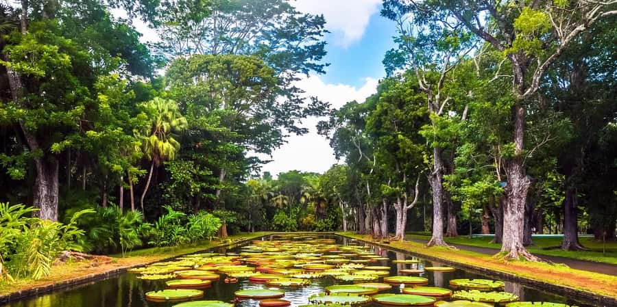 Mauritius: Turtle Swim and North Discovery Tour with Pickup - Grand Baie for seaside energy and a snack