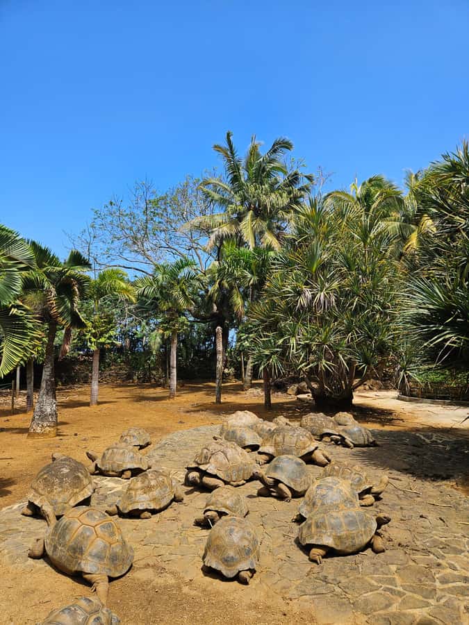 Mauritius: Vanilla Park & Beaches Tour with Extra Option - Optional 23 Coloured Earth by Vallé Advenature Park