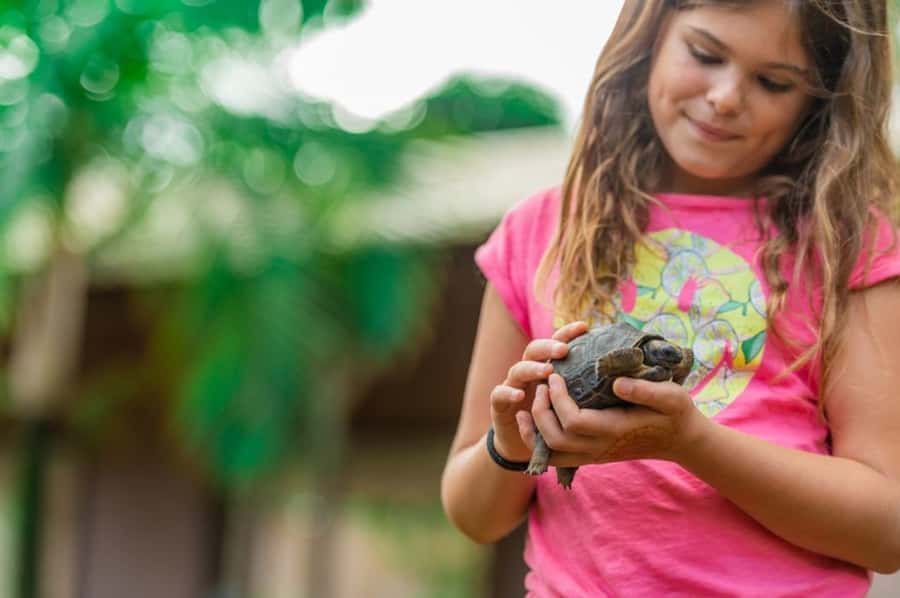 Mauritius: Vanilla Park & Beaches Tour with Extra Option - La Vanille Nature Park and the giant tortoises