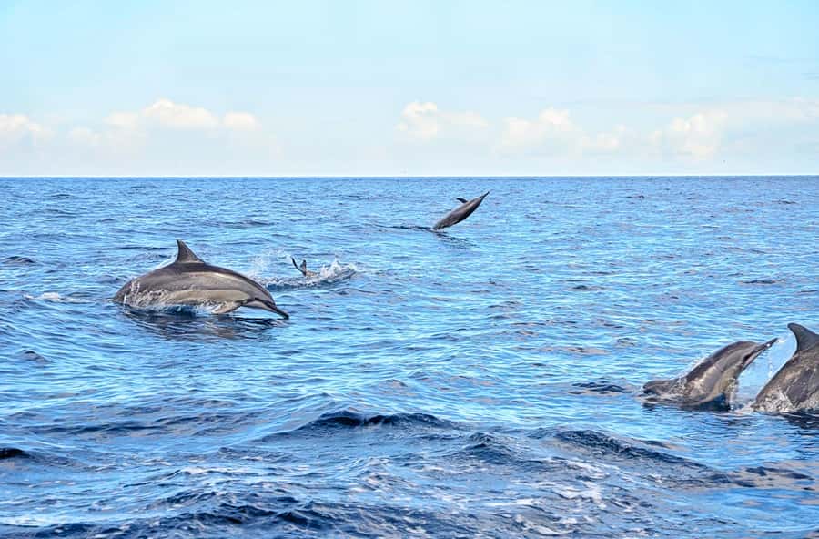 Mauritius: Wild Dolphin Encounter with Hotel Transfers - Quick points before you book