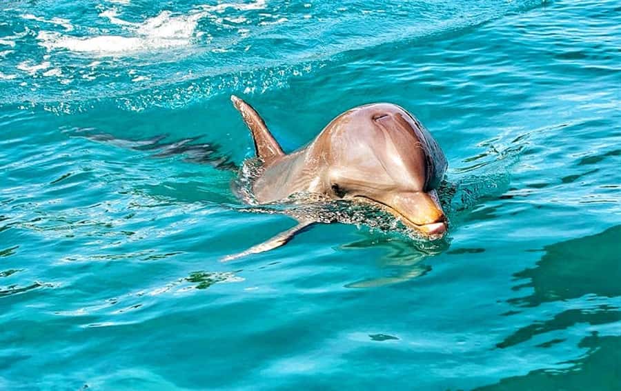 Mauritius: Wild Dolphin Encounter with Hotel Transfers - A pre-dawn start for Mauritius’ west coast