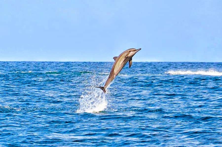 Mauritius: Wild Dolphin Encounter with Hotel Transfers - Swimming with wild animals, not performing dolphins