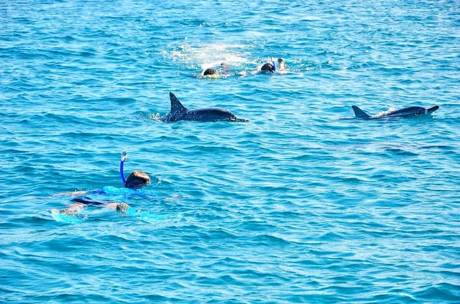 Mauritius: Wild Dolphin Encounter with Hotel Transfers - Watching dolphins from the open boat