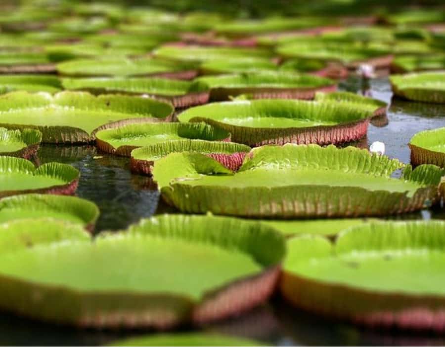 North Day Tour, Botanical Garden, Sugar Museum, Rum Tasting - Why this north-island day works