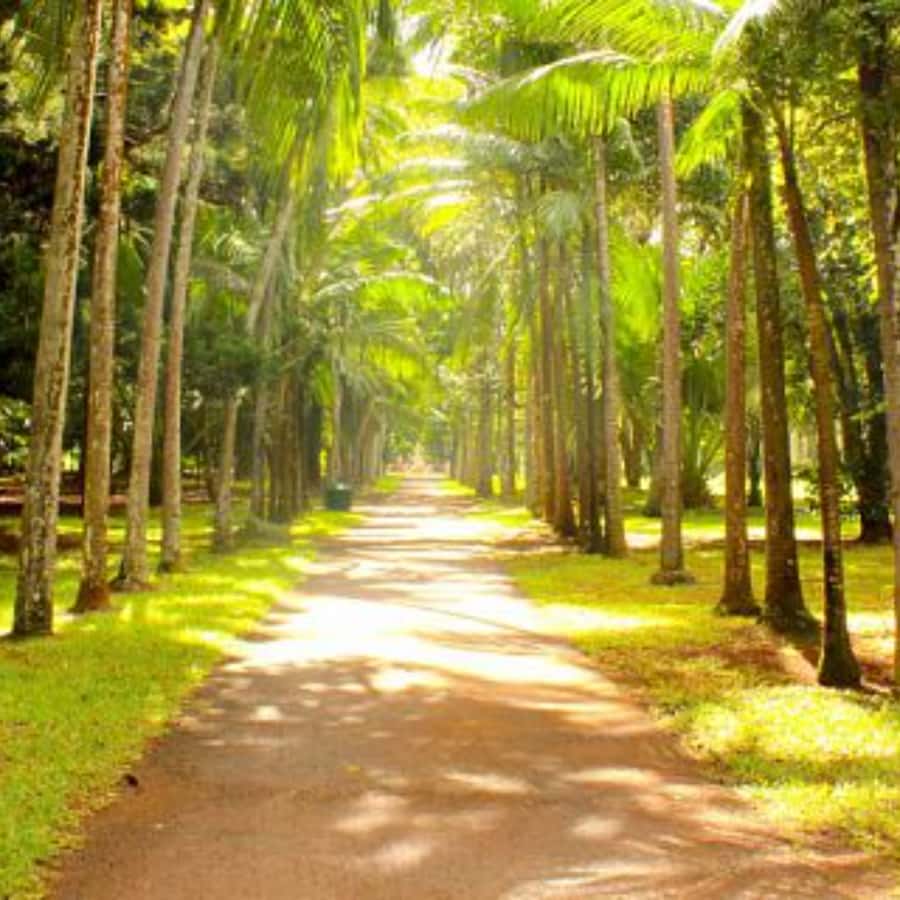 North Day Tour, Botanical Garden, Sugar Museum, Rum Tasting - Rum tasting with context, not just a drink