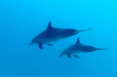 Scuba Diving Tour