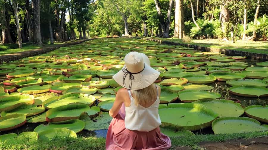 North Tour: Port Louis, Caudan, Citadelle, Botanical Garden - A Northern Mauritius Day Built Around Variety