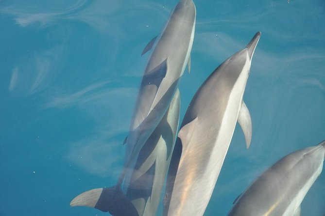 Ocean Swim with Dolphins - Watching dolphins from the speedboat