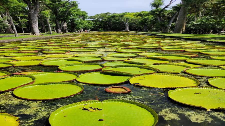 Port Louis Market, Botanical Garden -Northern Mauritius Tour - Port Louis Market: the day’s best taste of local life