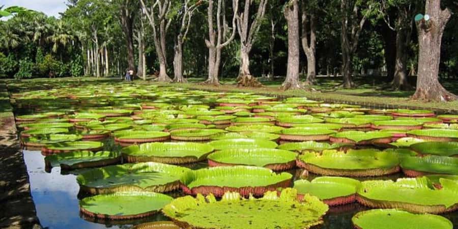 Port Louis: Private Guided Sightseeing Tour - A seven-hour introduction to Port Louis and the north