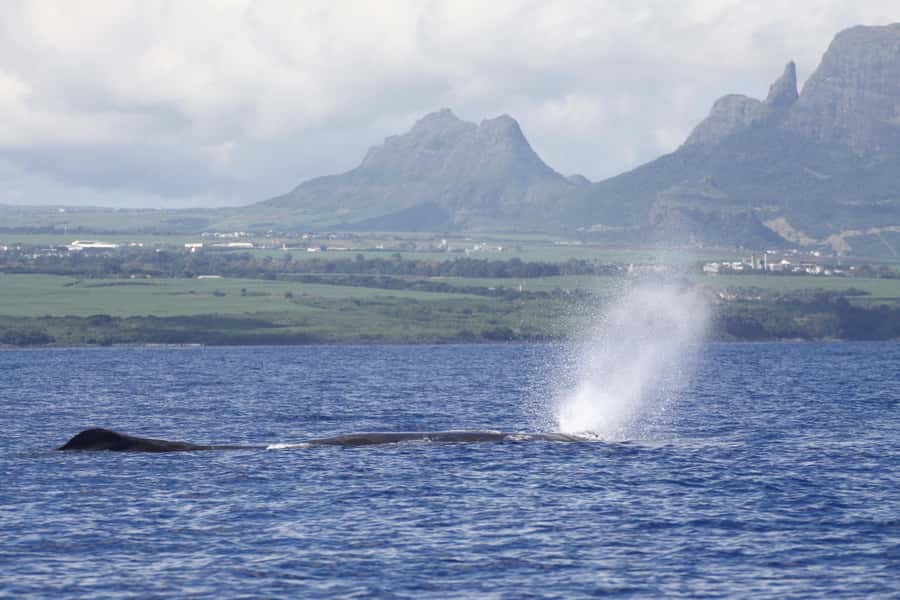 Private Dolphin Encounter and Whale Watching - Key points to know before booking