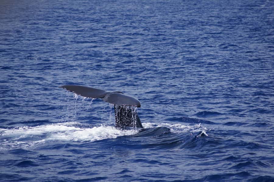 Private Dolphin Encounter and Whale Watching - Meeting dolphins in their natural setting