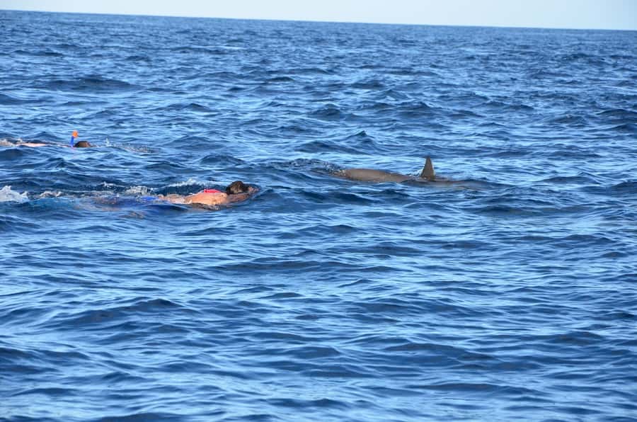 Private Dolphin Snorkeling Tour. Equipment available Free. - The crowded dolphin problem