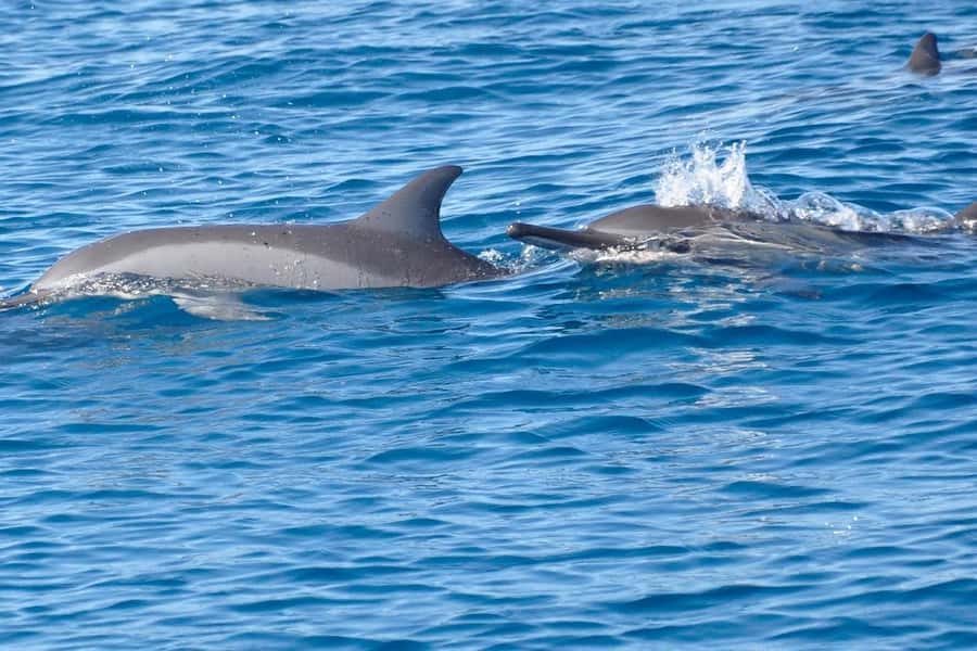 Private Dolphin Snorkeling Tour. Equipment available Free. - Searching for dolphins in open water