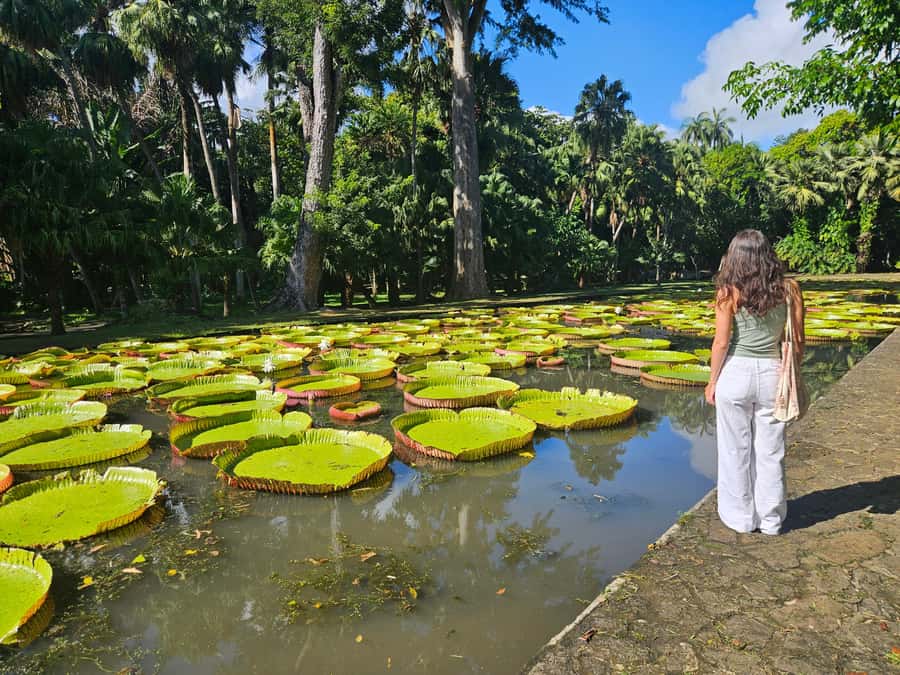 PRIVATE FULL-DAY NORTH AND SOUTH TOUR - Optional Rhumerie de Chamarel visit