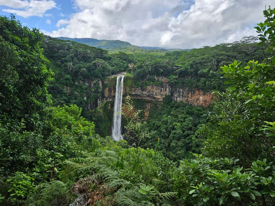 PRIVATE FULL-DAY NORTH AND SOUTH TOUR - Pamplemousses Botanical Garden: a calm start