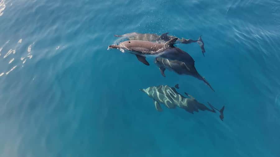 Private Île aux Bénitiers Boat: Dolphin Snorkeling & Lobster - Crystal Rock and the Le Morne view
