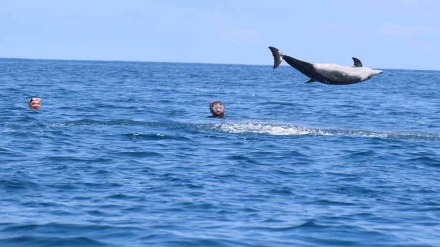 Private Île aux Bénitiers Boat: Dolphin Snorkeling & Lobster - Who will enjoy this Mauritius boat trip most