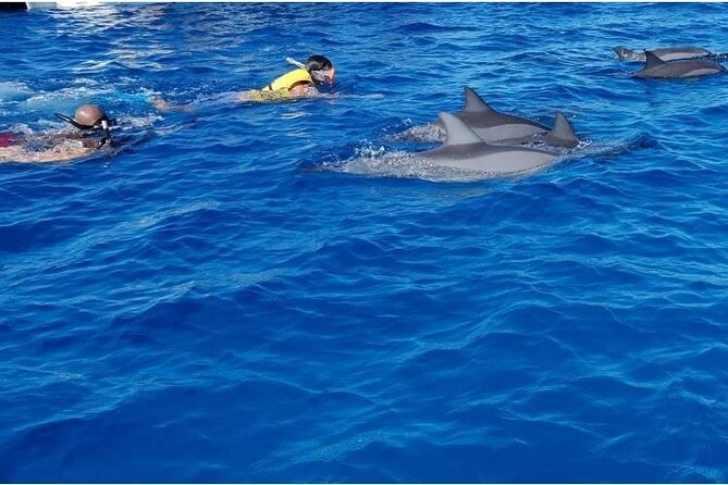 Private Speed Boat Tour and Dolphin Encounter at Ile aux Benitier - Ile aux Benitiers lunch and beach time