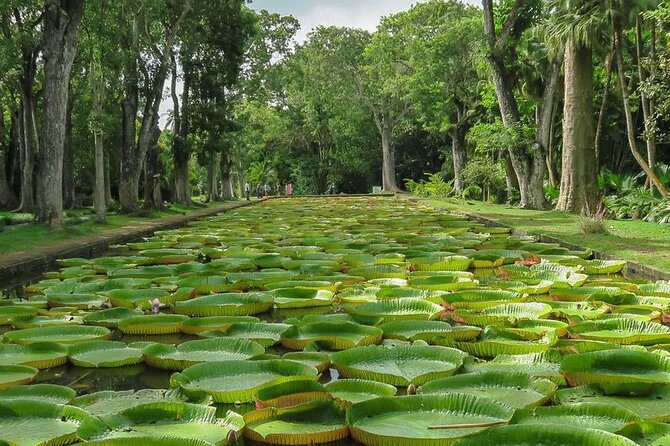 Private Tour in Northern Mauritius - Why this private North Mauritius tour works well