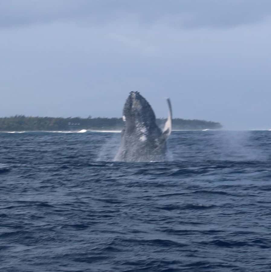Private :Whales and dolphins watching/Swimming with dolphins - Meeting the boat at Le Morne public beach