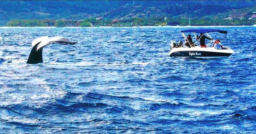 Private :Whales and dolphins watching/Swimming with dolphins - A private half-day search for wild dolphins