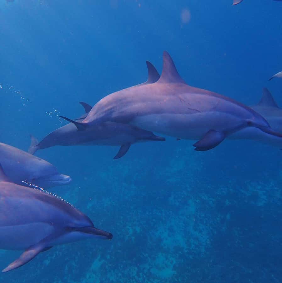 Private :Whales and dolphins watching/Swimming with dolphins - Keeping Le Morne in view