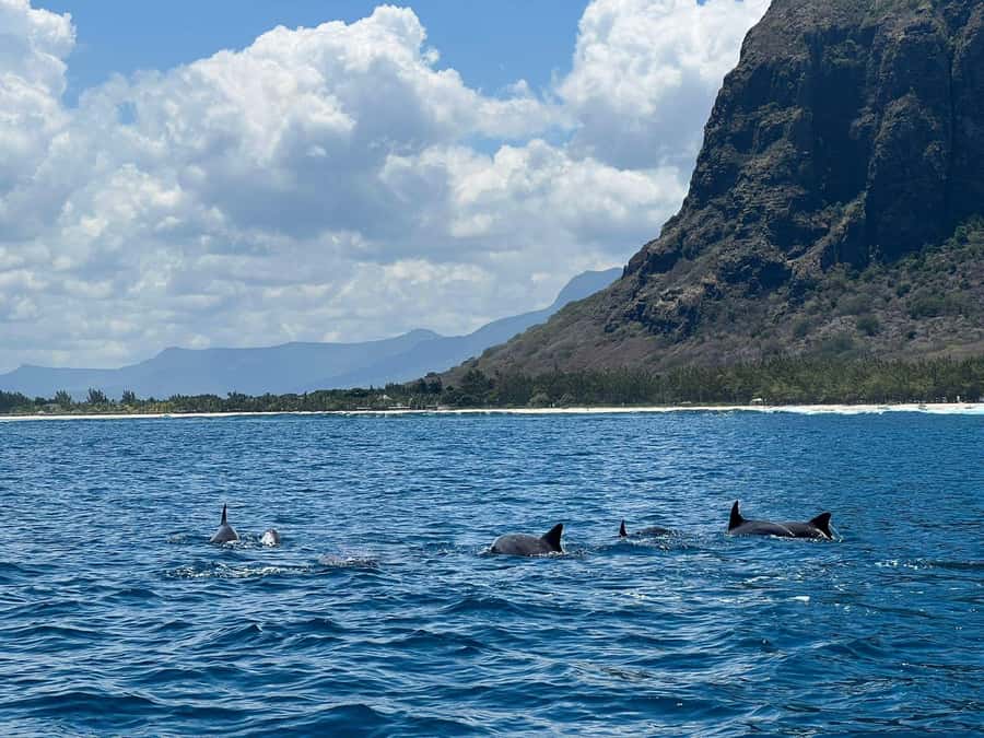 Private :Whales and dolphins watching/Swimming with dolphins - Safety, animal care, and realistic expectations