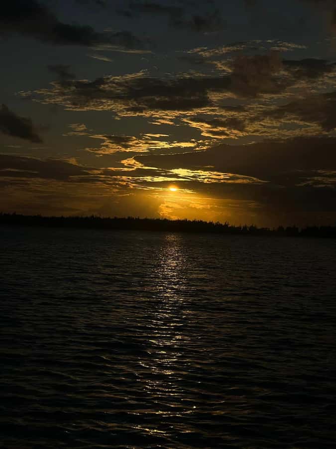 Private :Whales and dolphins watching/Swimming with dolphins - Should you book it?