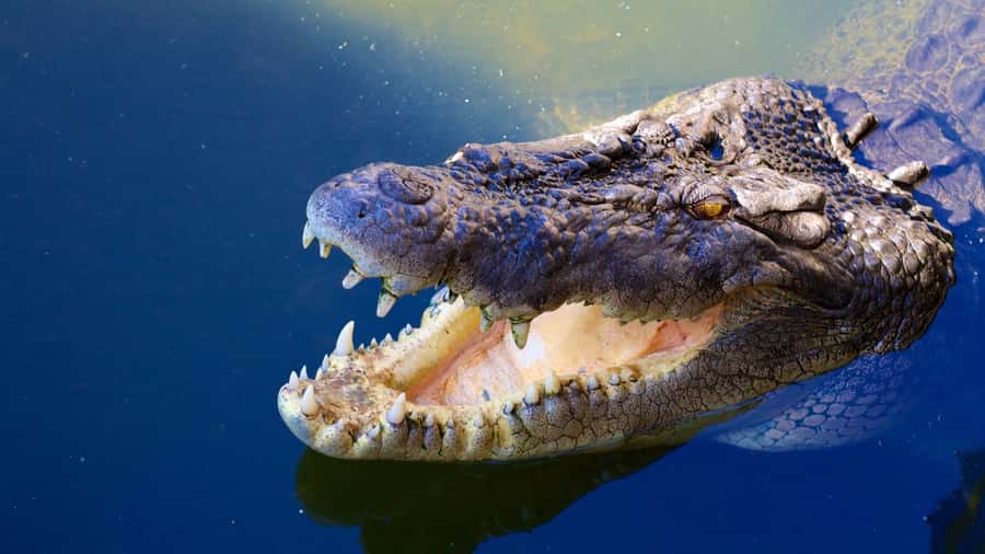 Riambel: South Tour w/ Crocodile Park & Seven Colored Earth - Key points to know before booking