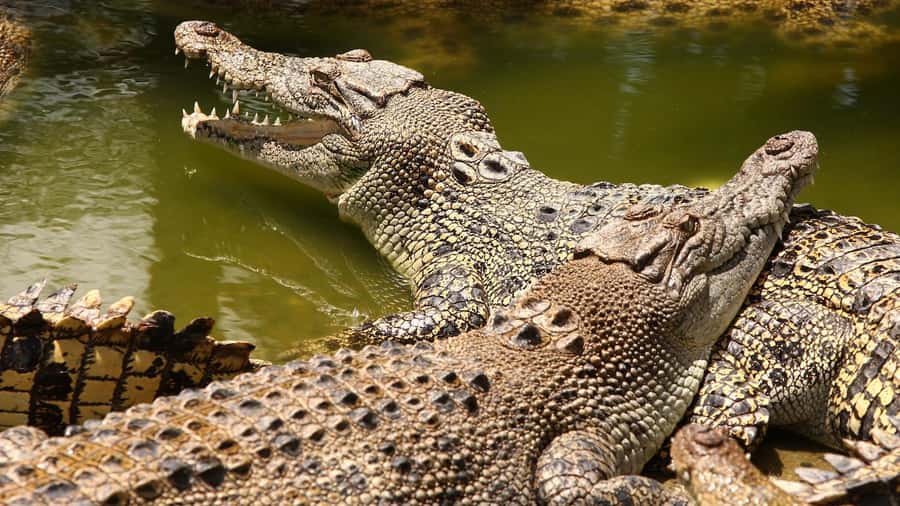 Riambel: South Tour w/ Crocodile Park & Seven Colored Earth - Alexandra Falls and the Black River Gorges views
