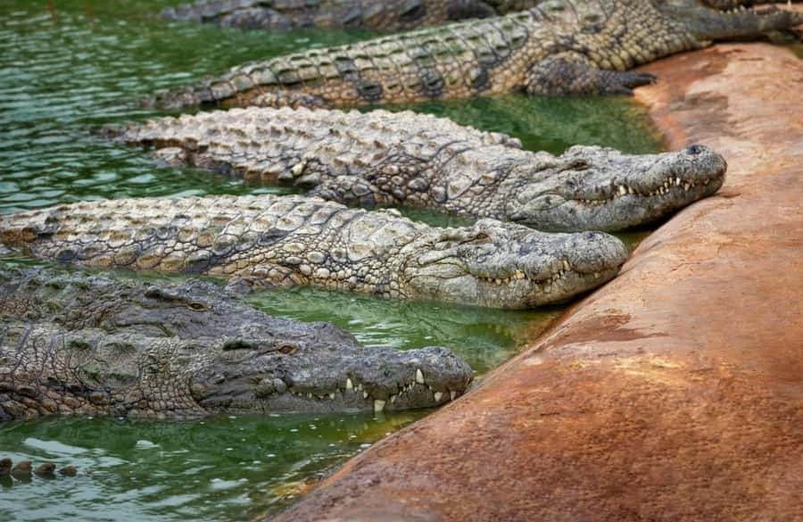 Riambel: South Tour w/ Crocodile Park & Seven Colored Earth - Chamarel Waterfall, the tallest single drop in Mauritius