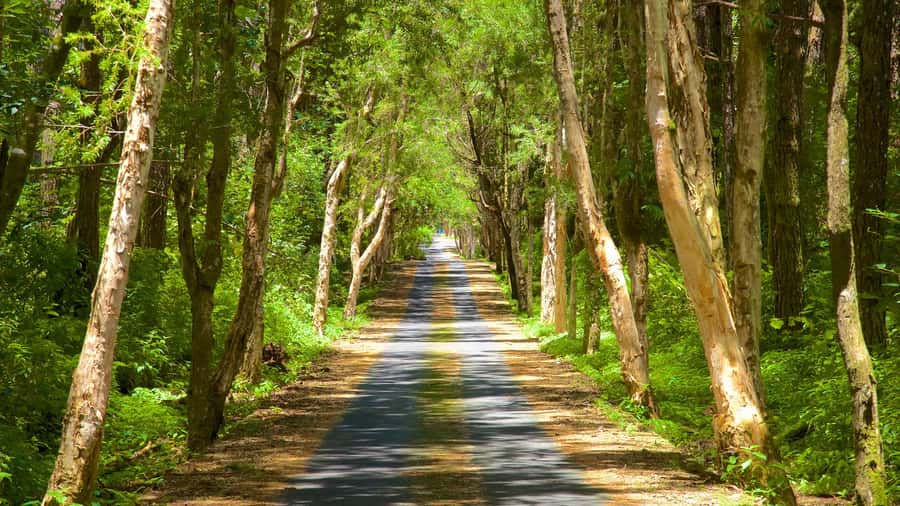 Riambel: South Tour w/ Crocodile Park & Seven Colored Earth - Trou aux Cerfs and the volcanic shape of Mauritius