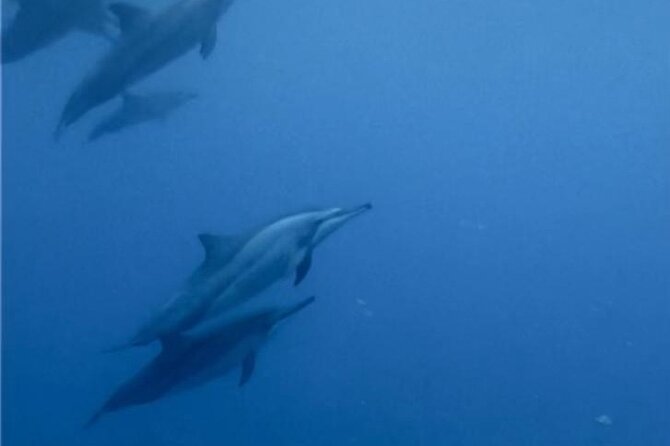 Shared 10 Pax Boat Tour: Dolphin Watching, Snorkelling and BBQ - An early start from La Gaulette