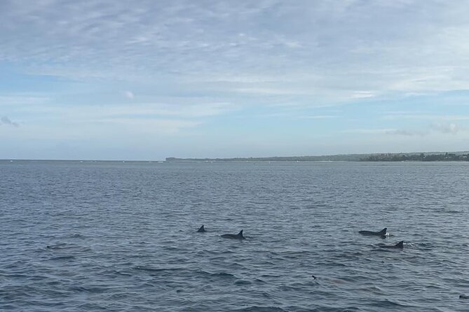 Shared 10 Pax Boat Tour: Dolphin Watching, Snorkelling and BBQ - Snorkelling around coral reefs and Crystal Rock