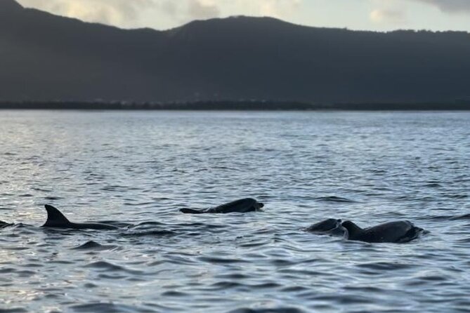 Shared 10 Pax Boat Tour: Dolphin Watching, Snorkelling and BBQ - A full BBQ lunch on the island