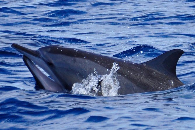 Shared Dolphin Encounter in Mauritius - Watching dolphins without treating them like a show
