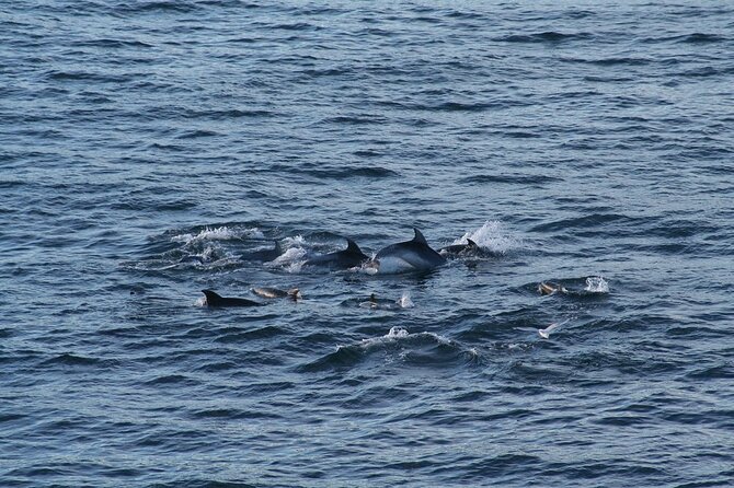 Snorkel with Dolphins, Lunch on Benitiers island, Speedboat - Ile aux Benitiers is the slower half of the day