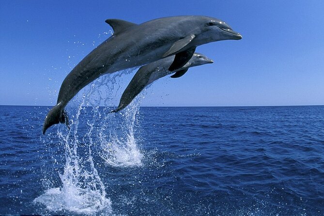 Snorkel with Dolphins, Lunch on Benitiers island, Speedboat - The scenery is a major part of the value