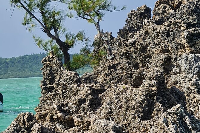 Snorkel with Dolphins, Lunch on Benitiers island, Speedboat - A small group makes the boat easier to manage