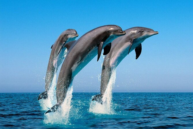 Snorkel with Dolphins, Lunch on Benitiers island, Speedboat - Getting there takes planning
