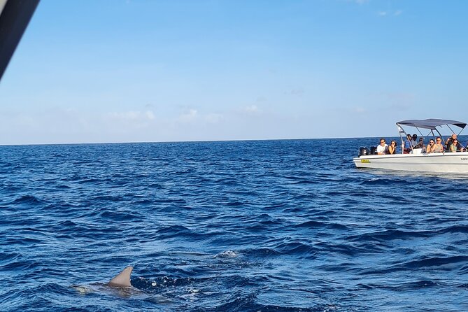 Snorkel with Dolphins, Lunch on Benitiers island, Speedboat - Dolphin swimming requires reasonable fitness