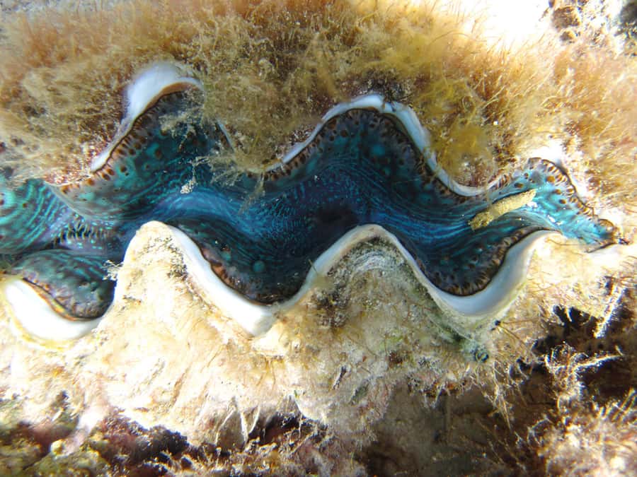 Snorkeling Excursion in Blue Bay Marine Park - Glass-bottom views before the water
