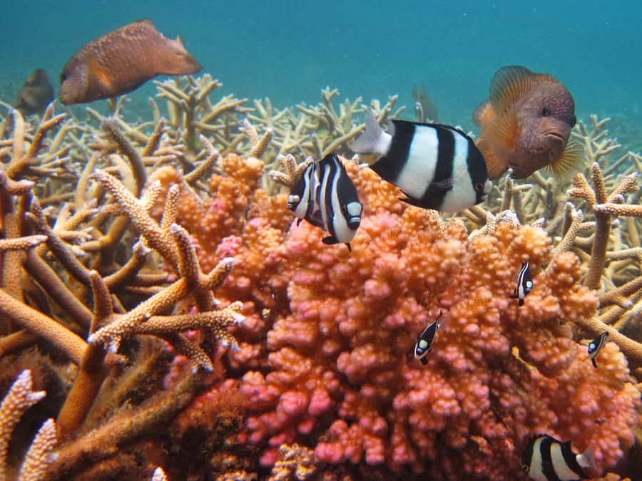 Snorkeling Excursion in Blue Bay Marine Park - Is $29 good value for one hour?