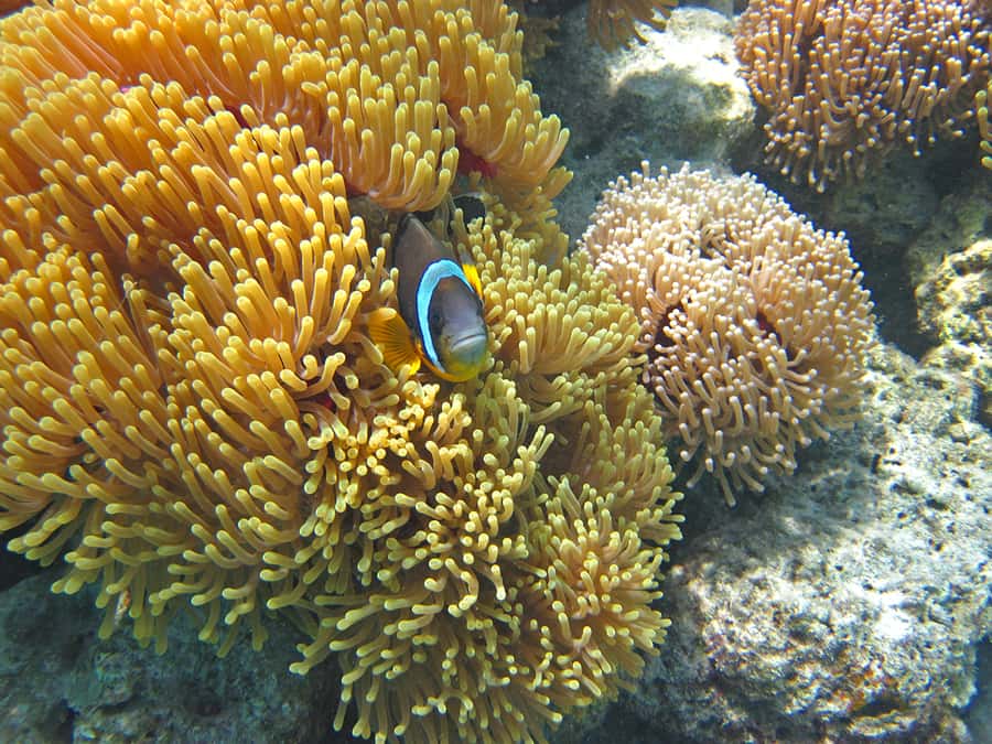 Snorkeling Excursion in Blue Bay Marine Park - Who should book this Blue Bay outing?